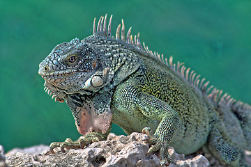 Image showing Green iguana