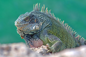 Image showing Green iguana