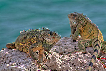 Image showing Green iguana