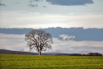 Image showing Tree on a field