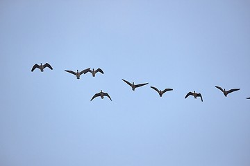 Image showing Wild Geese Flying