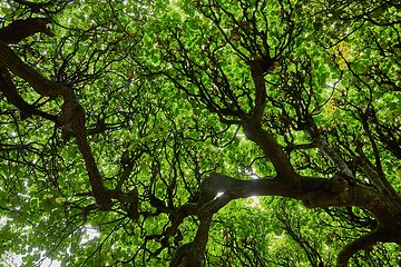 Image showing Spring Green Leaves