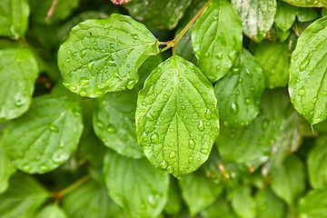 Image showing Leaves in rain