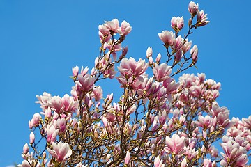 Image showing Magnolia tree blossom