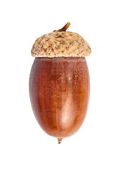 Image showing Acorn on white background