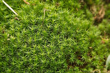 Image showing Moss layer closeup