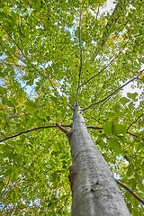 Image showing Spring Green Leaves