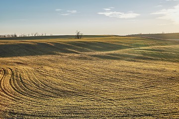 Image showing Agircutural field with small plants