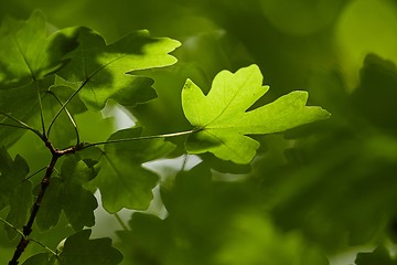 Image showing Green Leaves of Spring