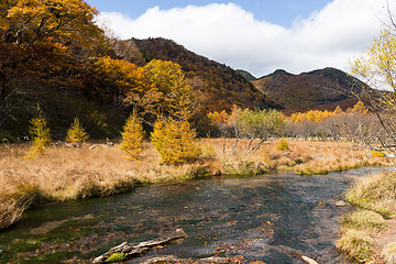 Image showing Forest in Autumn