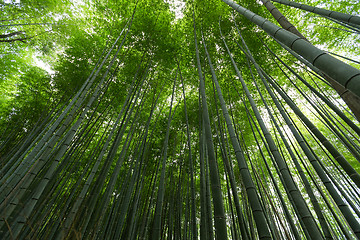 Image showing Green bamboo tree canopy