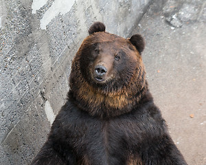 Image showing Cute brown bear