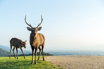 Image showing Deer buck in mountain