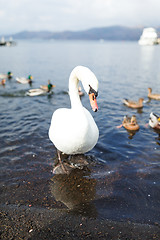 Image showing Swan and duck in the lake