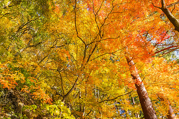 Image showing Autumn forest