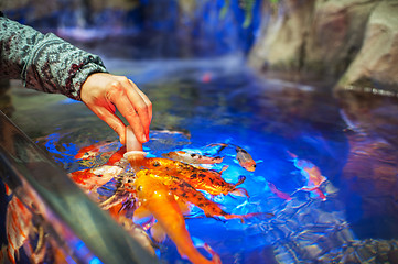 Image showing Feeding fish in aquarium