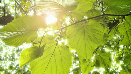 Image showing Spring fresh foliage of linden tree 