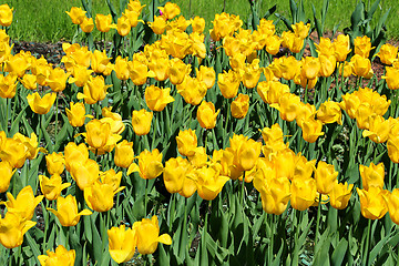 Image showing Beautiful yellow tulips