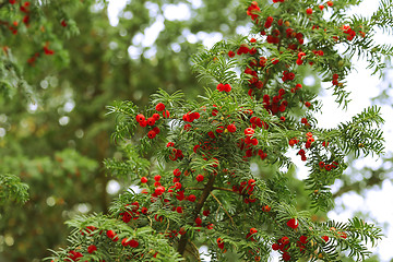 Image showing Red berries growing on evergreen yew tree branches