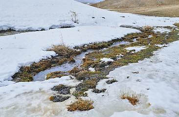 Image showing Swampland place with rotten reeds in winter