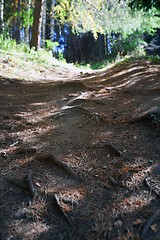 Image showing Mountain forest with pine trees