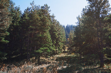 Image showing Pine trees in mountain forest