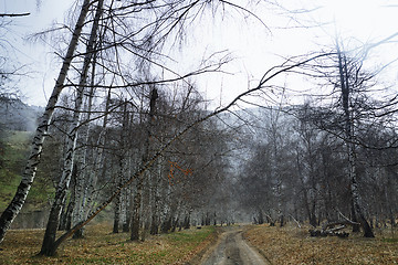 Image showing Country road in the birch forest