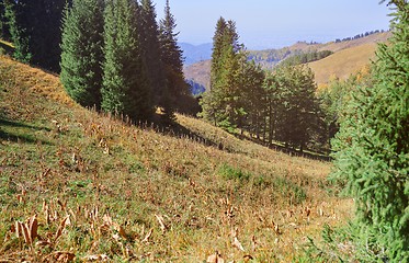 Image showing Pine woods in mountain forest