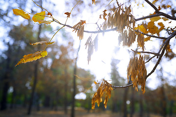 Image showing Autumn trees in the forest