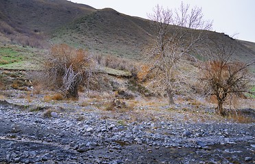 Image showing Dried trees at rocky place