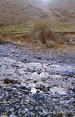 Image showing Dried tree at rocky place