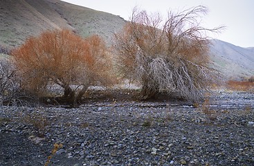 Image showing Dried trees at rocky place