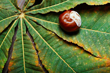 Image showing Chestnuts on the leaf. Close-up