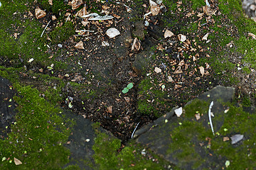 Image showing Full frame photo of the stone fleeced with moss and new plant gr