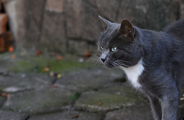 Image showing Domestic cat outdoors in the city