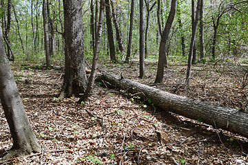 Image showing Dead fallen tree trunk in the forest