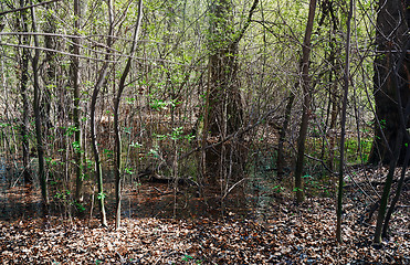 Image showing Marsh and swamp in a deep forest