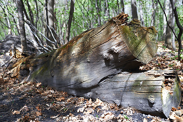Image showing Dead fallen tree trunk in the forest