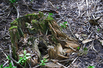 Image showing Close-up view on the tree stump with green moss