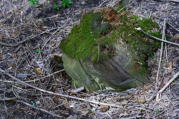 Image showing Close-up view on the tree stump with green moss