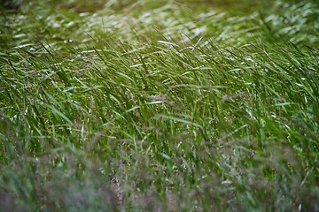 Image showing Pattern of the field grass 
