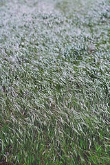 Image showing Pattern of the field grass 