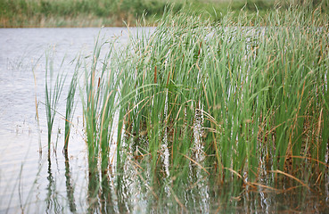 Image showing Reed plants in open water of the Florida lake