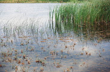 Image showing Reed plants in open water of the Florida lake