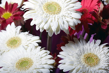 Image showing Chrysanthemum flowers