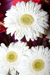 Image showing Chrysanthemum