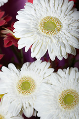 Image showing Chrysanthemum