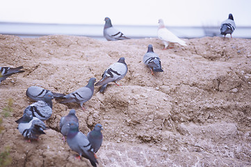 Image showing Flock of pigeons on the rock. Close-up view