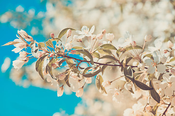 Image showing Prunus bird cherry, macro