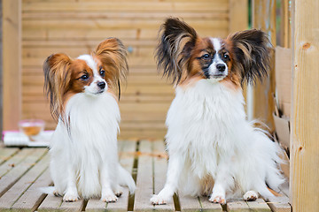 Image showing Portrait of a papillon purebreed dogs